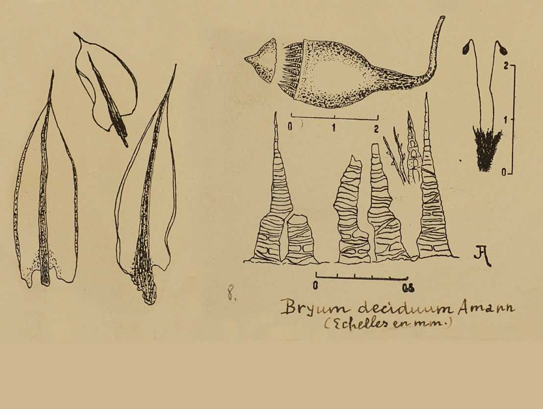 Detailed drawing of a newly described moss species from the herbaria of the University and ETH Zurich.