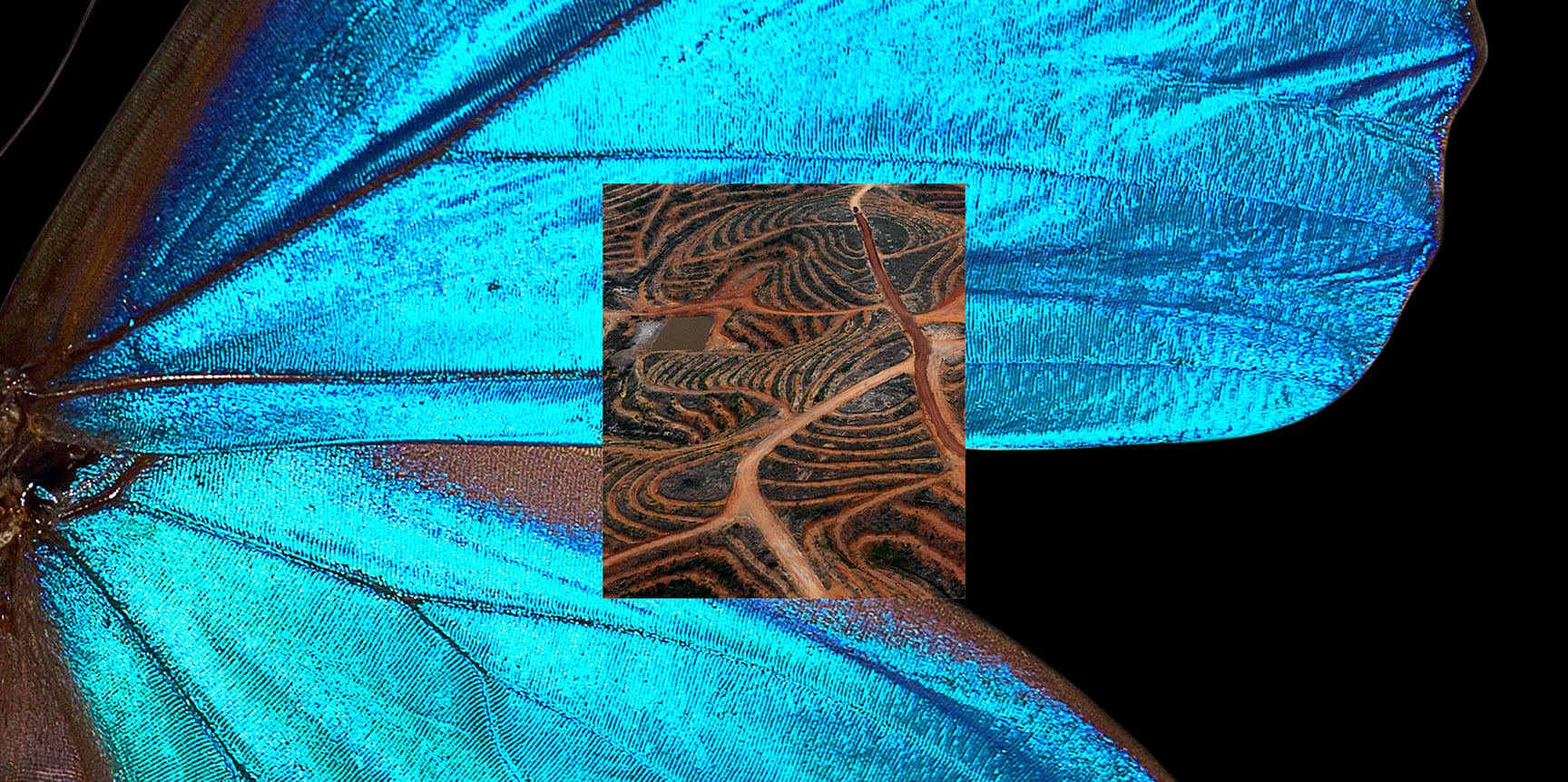 Key visual of the first exhibition at extract. Shown is a blue butterfly wing and an arid landscape.